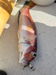 アカアマダイの釣果