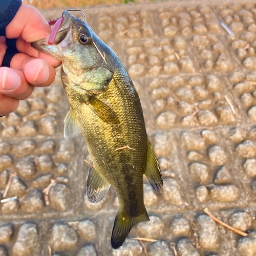 ラージマウスバスの釣果