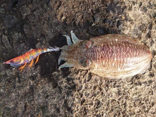 コウイカの釣果