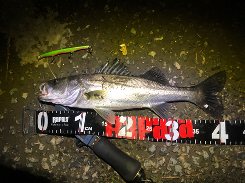 シーバスの釣果