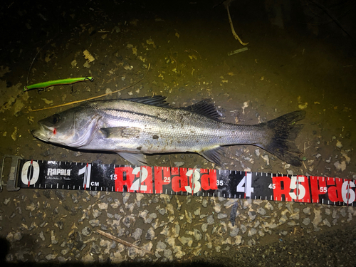 シーバスの釣果