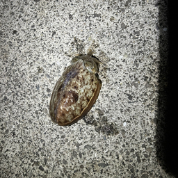 コウイカ