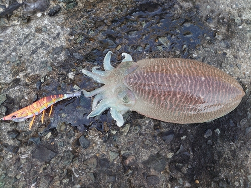 コウイカの釣果