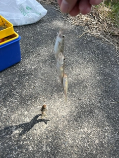 ホンモロコの釣果