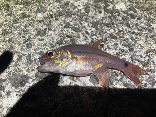 ネンブツダイの釣果