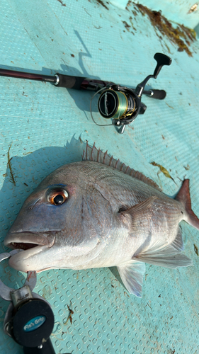 タイの釣果