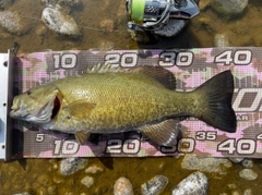 スモールマウスバスの釣果