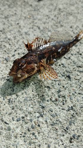 ハゼの釣果