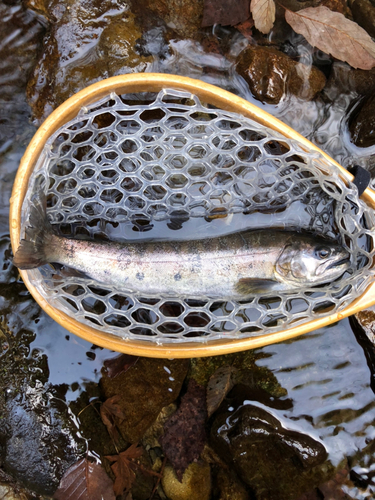 ヤマメの釣果