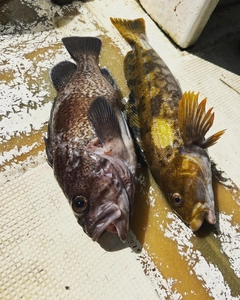 アイナメの釣果