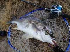 キビレの釣果