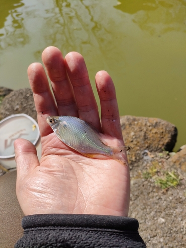 タイリクバラタナゴの釣果