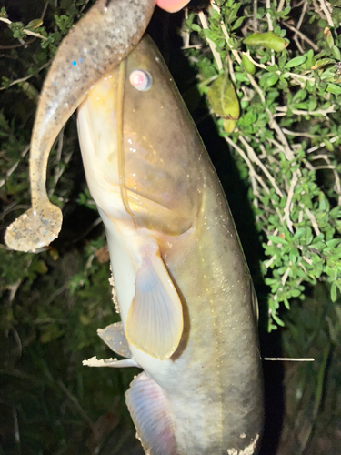 マナマズの釣果