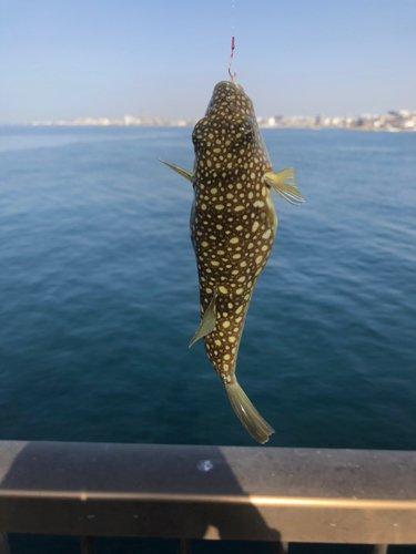 クサフグの釣果