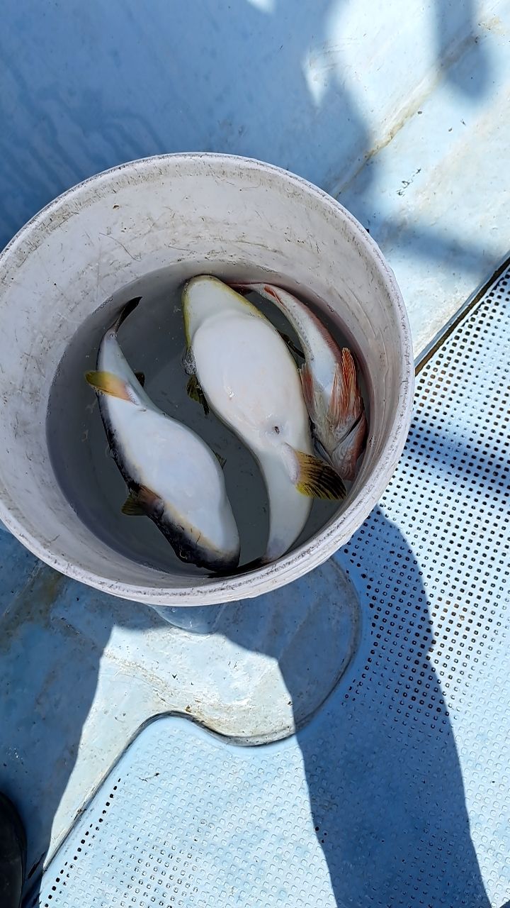 馬鹿頭(ばかがしら)さんの釣果 3枚目の画像