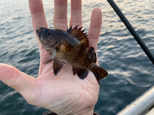 メバルの釣果