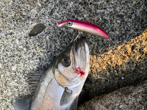 ヒラスズキの釣果