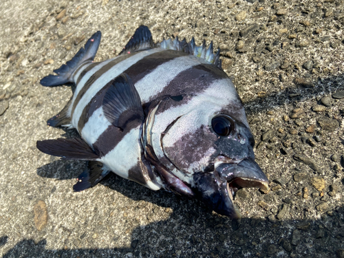 イシダイの釣果