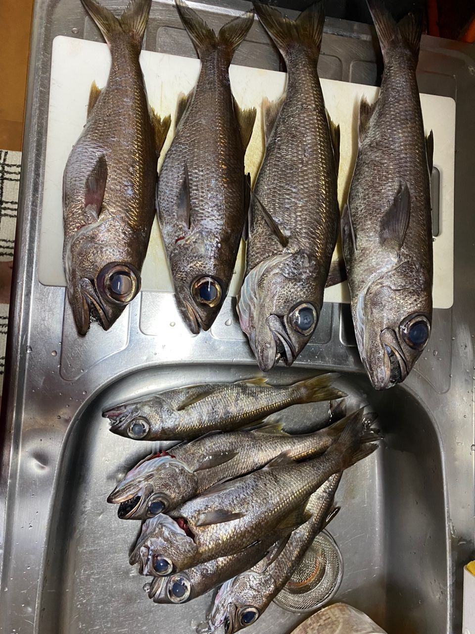 クロムツ