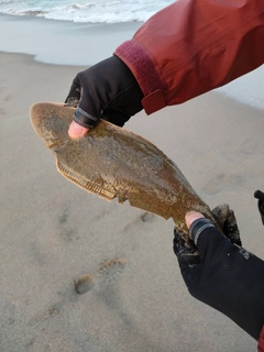 シタビラメの釣果