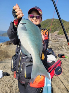 グレの釣果