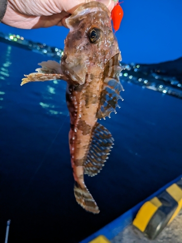 カジカの釣果