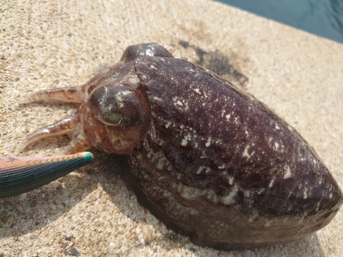 コウイカの釣果