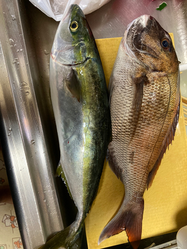 タイの釣果