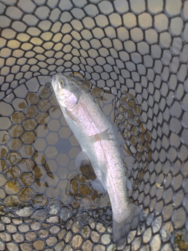 ニジマスの釣果