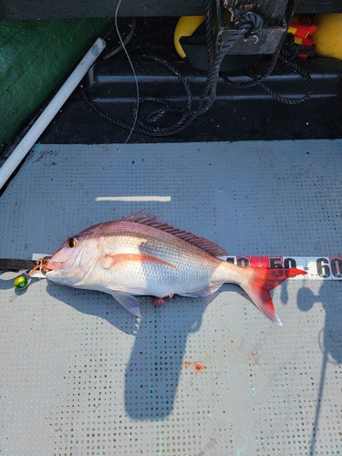 タイの釣果