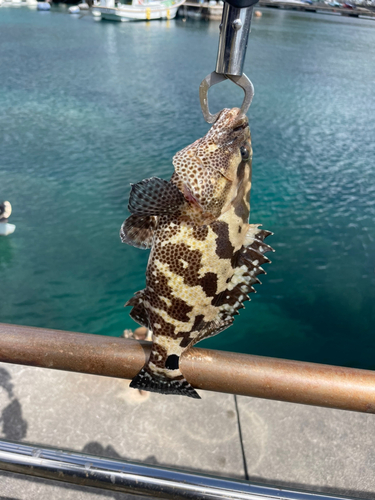 マダラハタの釣果