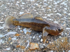 ハゼの釣果