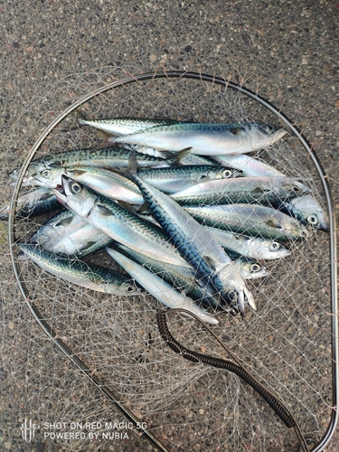 サバの釣果