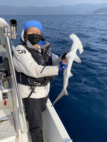 ハンマーヘッドシャークの釣果