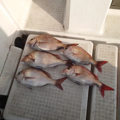 マダイの釣果