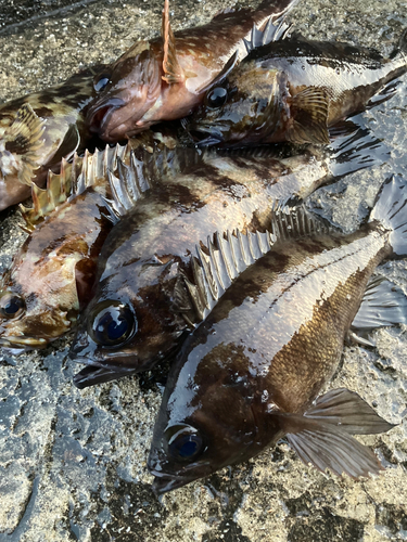 メバルの釣果