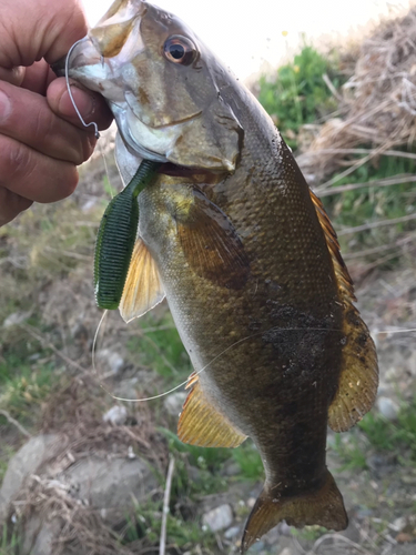 スモールマウスバスの釣果