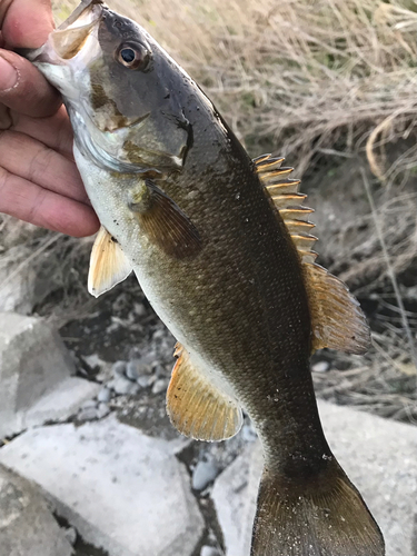 スモールマウスバスの釣果