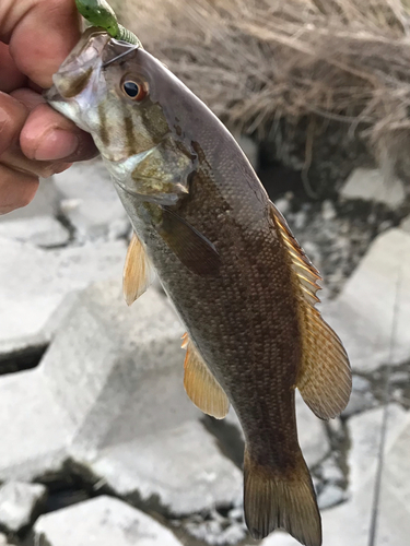 スモールマウスバスの釣果