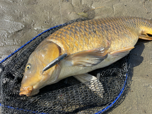 コイの釣果