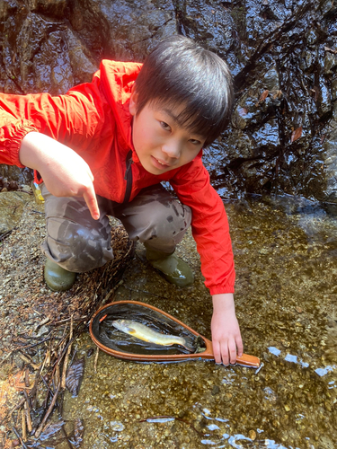 イワナの釣果