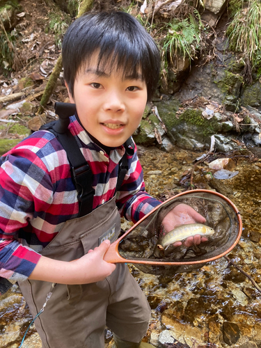 イワナの釣果