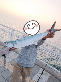 サゴシの釣果