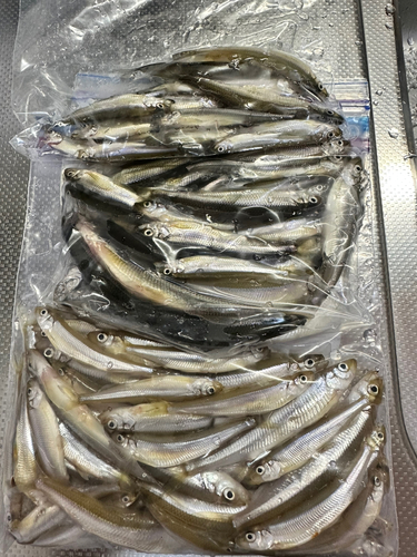 ワカサギの釣果