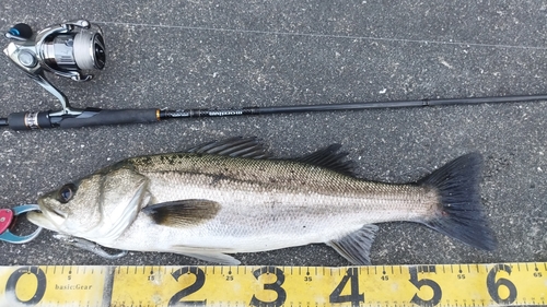 シーバスの釣果