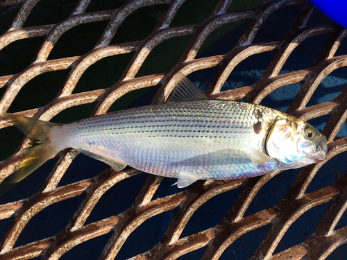 コノシロの釣果