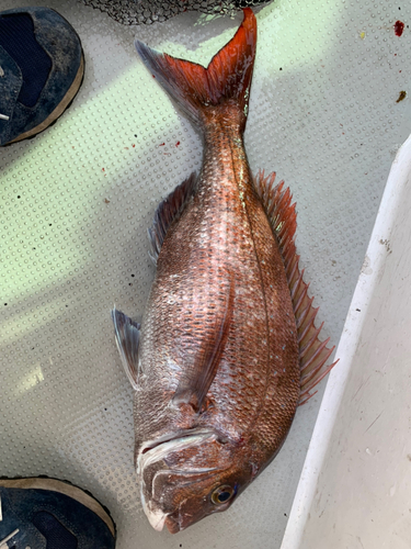 マダイの釣果