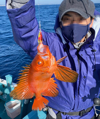 キントキダイの釣果