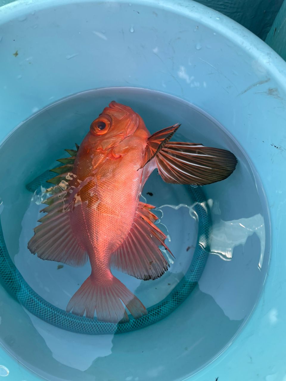 房総釣行記さんの釣果 2枚目の画像