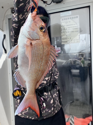 マダイの釣果